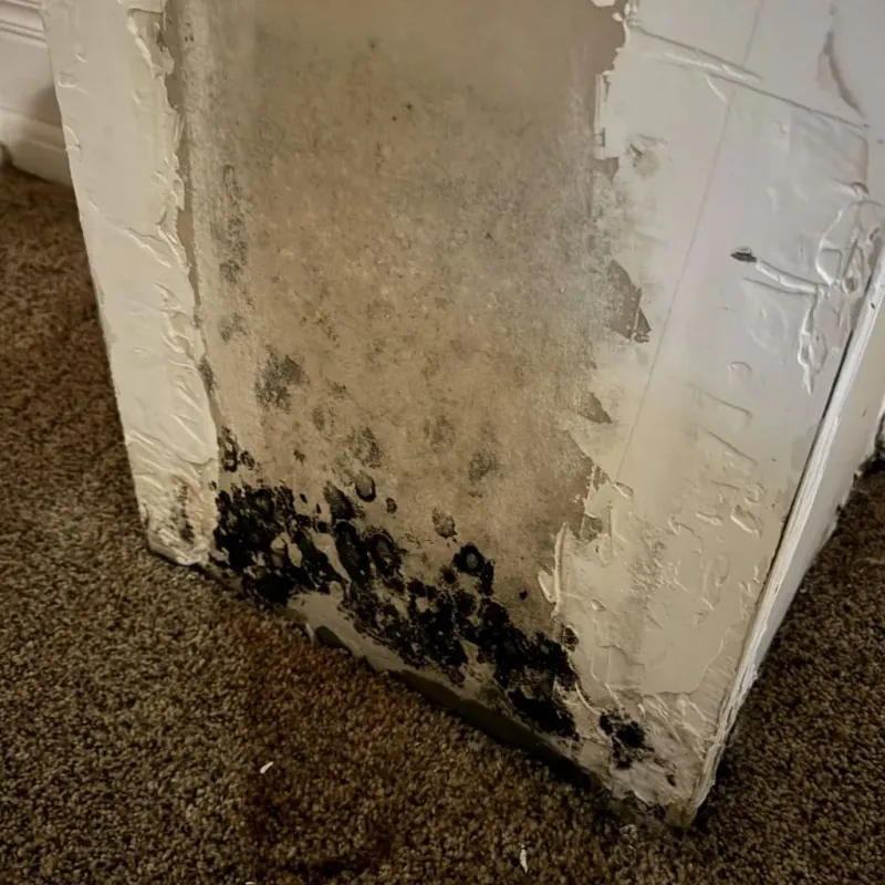 Professional Mold Removal in Lone Tree, IA